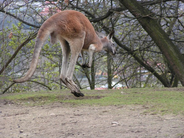 ZOO PRAHA